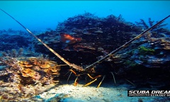 1. Still Tritonov Vrt