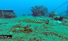 7. Still Tritonov Vrt.