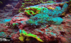 8. Still Tritonov Vrt