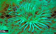 9. Still Tritonov Vrt